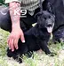 Beeri of k-9 TOP TRAINING