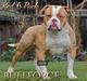 Bullforce Red 6 Pack