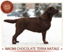 INTER CH CH UA, RUS, BG, GE,BALKAN CH 3CACIB, 14 CAC, 2RCACI Naomi Chocolate Terra Natale Real pedigri