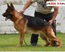 Omen Real K-9
