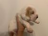  DAISY CANEM BARROSA