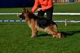 Gamba Pelagonian Vardar Wolf