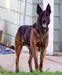 Blue Dottes Ruger