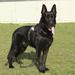 Brajt Marinchuk K-9