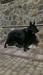 Denger Wolf Marinchuk K-9