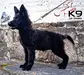 Erina of k-9 TOP TRAINING