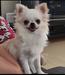 Sid Smyrna Chihuahua