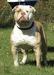  OVB's Khan of Bulldawg Battalion