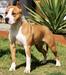 Junior Ch Legacy Long Step