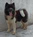  Morita kuma hunter kennel  a song of ice