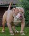  Bullforce Eddy