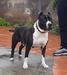  Rudis rudy