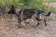  Viper Von Tore K9