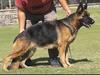 Ñ Noemi Real K-9
