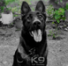 Delta of k-9 top training