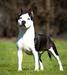 CH-- AmStaff MAJOR 2023 V1 MysticStaff ZZ TOP