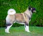 CH BIH/HRV/ROM/MLD/ALB/MKD/BALKAN/SLO, GrCH ROM All for Almighty ULYSSES CONQUEROR