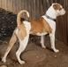  RIVER CARRALES BEAUTY QUEEN GOLIATH BULLS