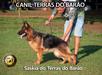 Saskia do Terras do Barão