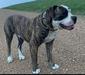 Big Rig Bulldogs Baby