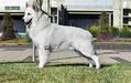 CH. E 19 Winter Argus de Real del Ocejon