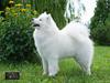 CIB PLCH BIHCH MNECH BIHGCH MNEGCH CERSEI Raising Fluffy