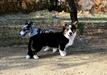 Dom Corgi Galpin Rocket