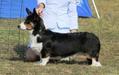 Dom Corgi Izis