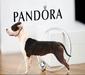  Hardcanbull Dear Girl Pandora