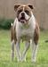  SRT’s Sheba of TeamBallin