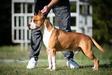 V4-Amstaff Major 2023,JBISS,RBIS,BIS 3,Multi GCH CH JCH JC Ring Angels Speedfighter