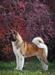 JCH CRO, JCH AT, CH SLO, CH CRO, GCH CRO, InterCH Ayrek-Dart Instant Success At Rowtag