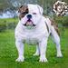  TTHGK BONE CRUSHER AKA BOSS