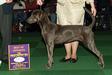 AKC GCh Hosker's Emily Em