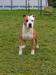  Orion of Woodcastle's Dogs