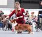 Corgi na Volge Finn Advanture Time