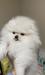  KABIN OF FOREVER WITH POM