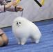  VICTOR OF FOREVER WITH POM