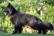  Bear Crni Unski Smaragdi