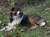 Flashbar Farms Bennet