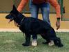 Nera do Assyrius