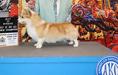 AKC Champion TTF Oliver Twist It My Way At Tates Creek