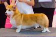 CH.Costa Rica Corgi Red Hill Gloria