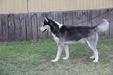 Chenyworth's Nanook