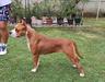 JCH Sky Forger's Dakota