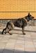 Zorg Marinchuk K-9