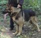 Dik Marinchuk K-9