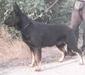 Bomba Marinchuk K-9