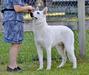 UKC Grand Champion I Am Majestic Arezzo Atagora