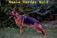 Maxie Vardar Wolf (2022)